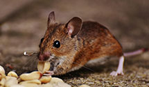 24 Hour & Emergency Exterminators in Sherwood Park, UT